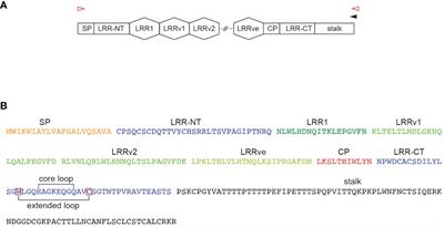 High throughput long-read sequencing of circulating lymphocytes of the evolutionarily distant sea lamprey reveals diversity and common elements of the variable lymphocyte receptor B (VLRB) repertoire